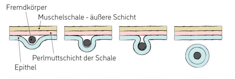 Wie Entsteht Eine Perle In Der Muschel www.bettinameyer.de